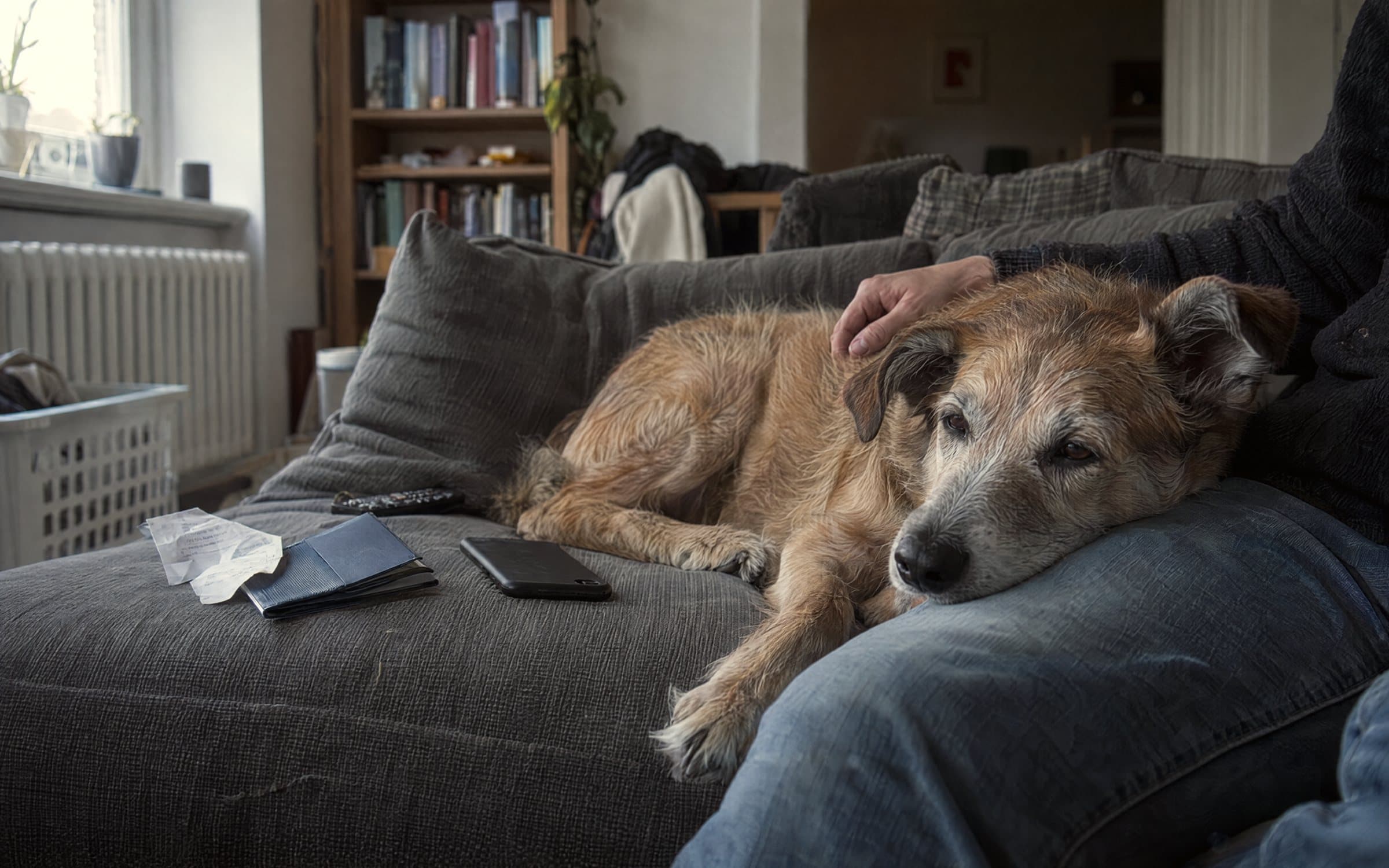 An older, scruffy tan dog rests its head on its owner's knee on a grey sofa, next to a navy passport holder, a vet receipt and a phone.