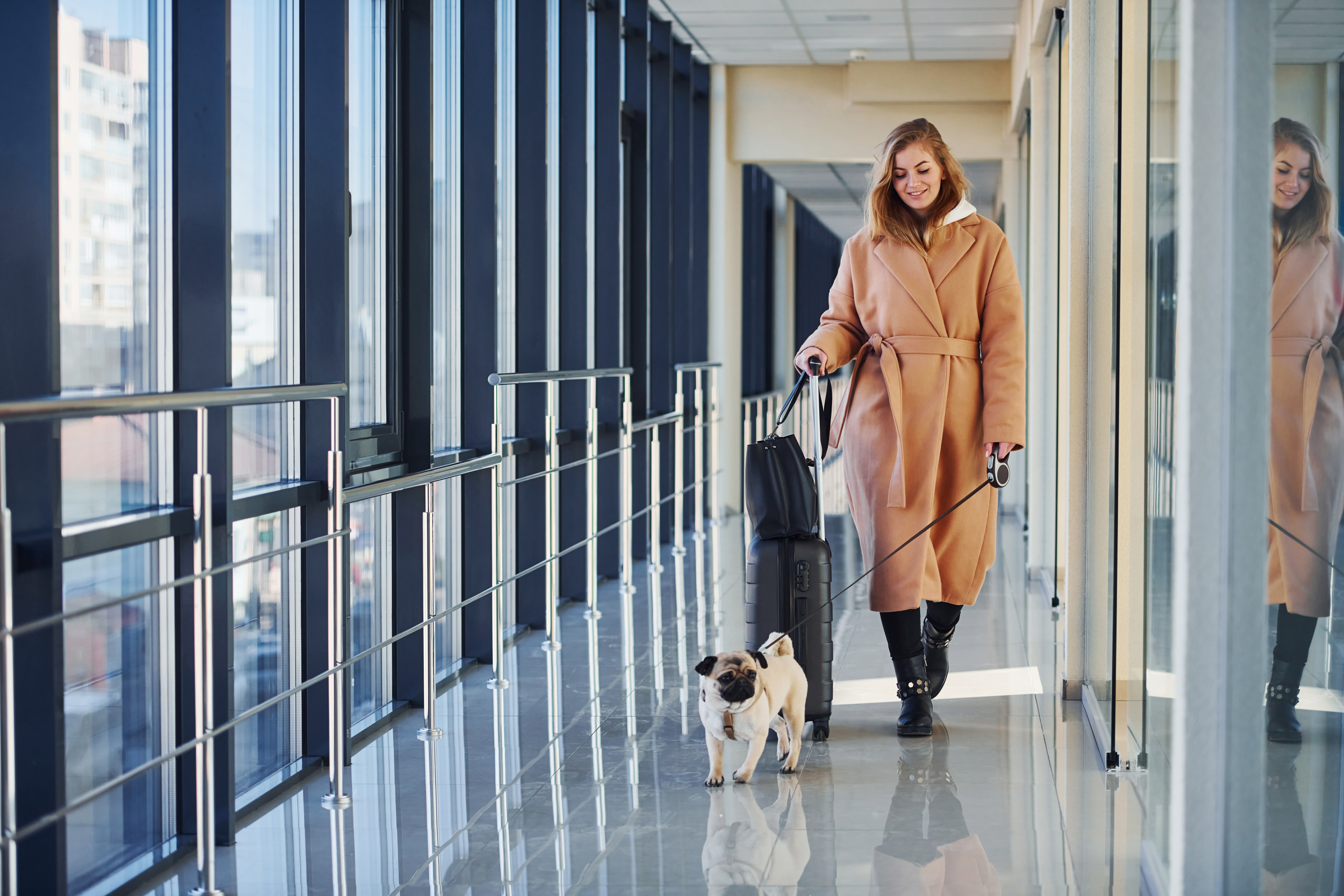 Luxury Pet Travel